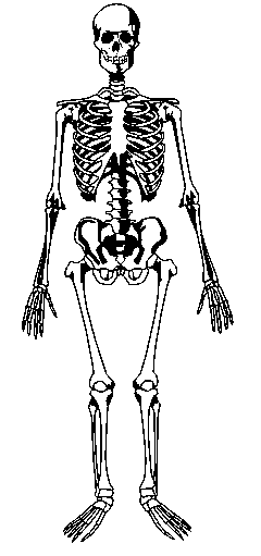 human skeleton. a human skeleton.