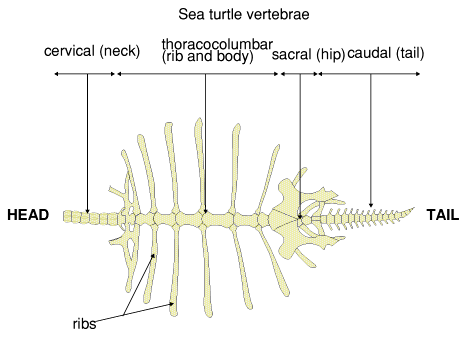 vertebrae of a sea turtle