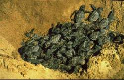Hatching turtles