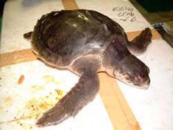 A juvenile Kemp's ridley turtle that live stranded in Devon, January 2007. © Peter Richardson / MCS