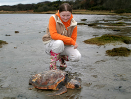 Perry, a subadult loggerhead, being examined at the Blue Reef Aquarium, Newquay. © Peter Richardson / MCS