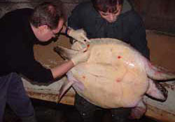 The Guernsey green turtle being treated by local vet John Knight and colleague for minor wounds on the plastron. © Peter Richardson / MCS
