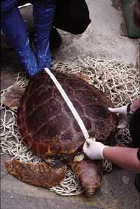 Perry being measured at the Blue Reef Aquarium, Newquay. © Peter Richardson / MCS