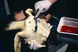 Buddy the juvenile loggerhead having its wounds cleaned at the Blue Reef Aquarium, Newquay. © Peter Richardson / MCS
