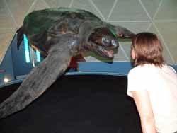 The world's largest turtle on record, a male leatherback, stranded at Harlech, North Wales in 1988. The animal measured 2.91m overall length and weighed 916kg. The specimen has been preserved and is on display at the National Museum of Wales, Cardiff. © Peter Richardson / MCS