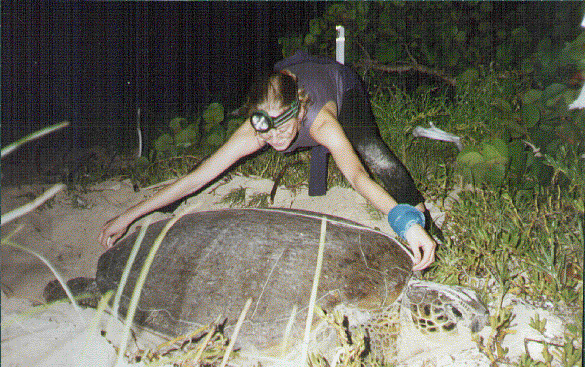 measuring a green turtle in the caribbean.