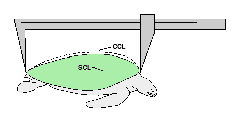 graphic of carapace measurement.