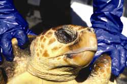 Perry, the subadult loggerhead that stranded on Perranporth, Cornwall, in 2002. © Peter Richardson / MCS