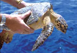 There has only been one record of the hawksbill turtle in the seas off the UK and Eire. © Peter Richardson / MCS