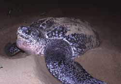 Leatherbacks, the largest marine turtles, are the species most frequently recorded in UK waters © Peter Richardson / MCS